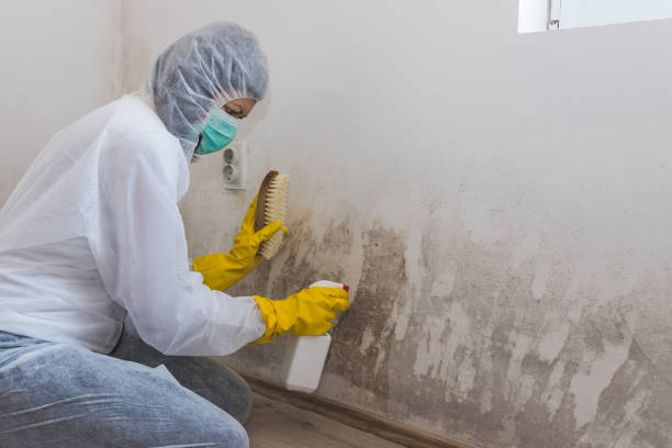 Best Post-Construction Mold Inspection  in Toccoa, GA