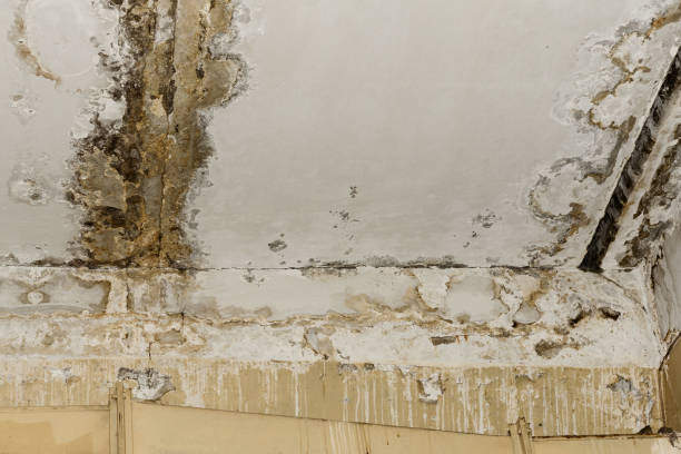 Best Mold Odor Removal Services  in Toccoa, GA