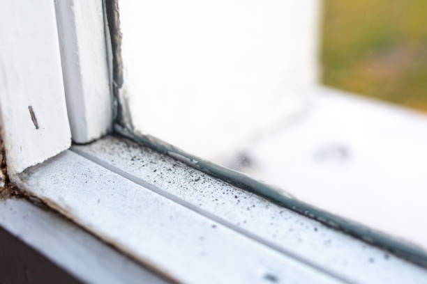 Best Water Damage & Mold Remediation  in Toccoa, GA